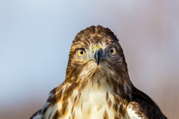 The red-tailed hawk is a bird of prey, one of three species colloquially known in the United States as the chickenhawk, though it rarely preys on standard sized chickens