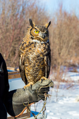 The great horned, also known as the tiger or the hoot, is a large owl native to the Americas. It is...