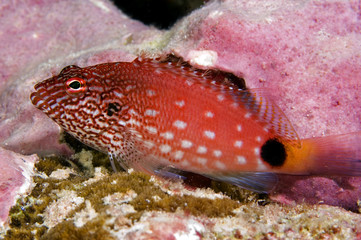 White spotted hawkfish, Cirrhitops hubbardi, endemic species to Phoenix and Line Islands. Kritimati...