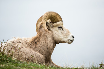 Bighorn sheep ram lying on grass against grey background