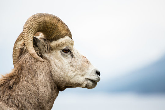 Bighorn Sheep Ram Side View Against Grey Background