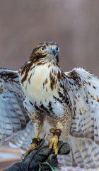 The red-tailed hawk is a bird of prey, one of three species colloquially known in the United States as the chickenhawk, though it rarely preys on standard sized chickens