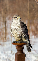 The gyrfalcon, also spelled gerfalcon, is a bird of prey, the largest of the falcon species. The abbreviation gyr is also seen in the literature. It breeds on Arctic coasts and tundra, and the islands