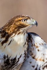 The red-tailed hawk is a bird of prey, one of three species colloquially known in the United States as the chickenhawk, though it rarely preys on standard sized chickens