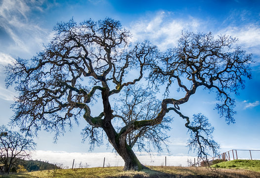 California Live Oak Tree in Winter