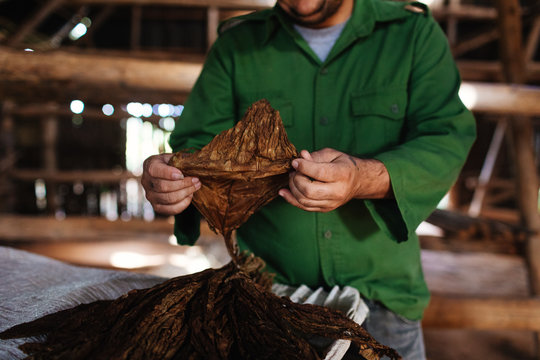Family run cigar farm in Vinales, Cuba