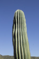 cactus pachycereus pringlei