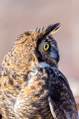 The great horned, also known as the tiger or the hoot, is a large owl native to the Americas. It is...