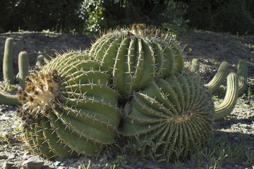 cactus neoporteria nigrihorrida