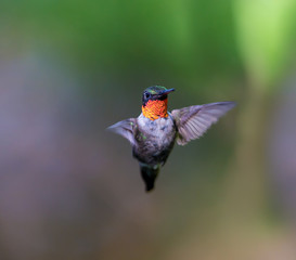 Ruby Throated Hummingbird male, after its long migration from the south to the north. Hovering in space in a boreal forest in Quebec Canada. 