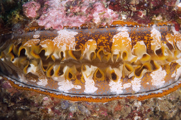 Thorny oyster, Spondylus varius, Komodo Indonesia © anemone