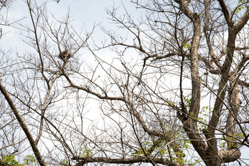 branch of tree,brown color of treetop,isolated on white