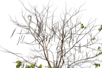branch of tree,brown color of treetop,isolated on white