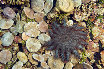Crown of Thorns starfish eating mushroom corals, Kingman Reef.
