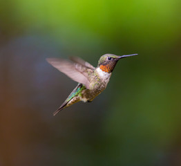Ruby Throated Hummingbird male, after its long migration from the south to the north. Hovering in space in a boreal forest in Quebec Canada. 