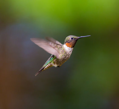 Ruby Throated Hummingbird Male, After Its Long Migration From The South To The North. Hovering In Space In A Boreal Forest In Quebec Canada. 