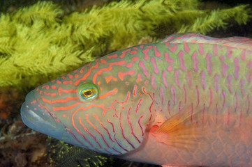 Linecheeked wrasse, Oxycheilinus digrammus, Nusa Kode Indonesia
