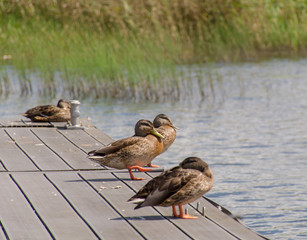 Ducks on the wooden pier - obrazy, fototapety, plakaty