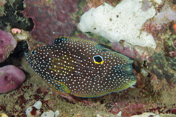 Comet fish, Calloplesiops altivelis, Sulawesi Indonesia