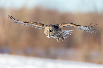 Great grey owl in flight on a snowy background, Quebec, Canada.