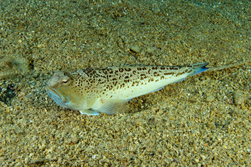Streaked weaverfish, Trachinus radiatus, Gökova Bay Turkey.