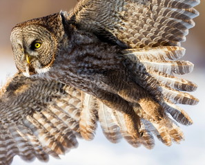 The great grey owl or great gray is a very large bird, documented as the world's largest species of owl by length. Here it is seen flying searching for prey in Quebec's harsh winter.