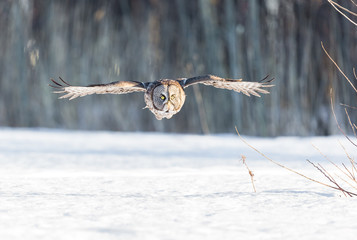 The great grey owl or great gray is a very large bird, documented as the world's largest species of owl by length. Here it is seen flying searching for prey in Quebec's harsh winter.