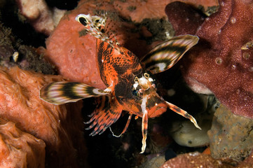 Spotted lionfish, Dendrochirus biocellatus, at night, Bali Indonesia.