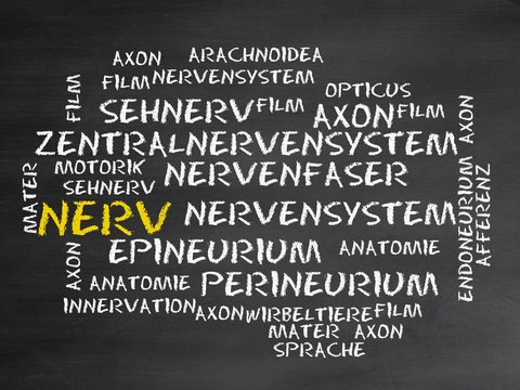 Nerv