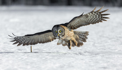 The great grey owl or great gray is a very large bird, documented as the world's largest species of...