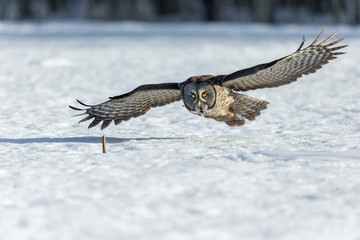 The great grey owl or great gray is a very large bird, documented as the world's largest species of owl by length. Here it is seen flying searching for prey in Quebec's harsh winter.