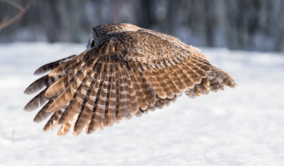 The great grey owl or great gray is a very large bird, documented as the world's largest species of owl by length. Here it is seen flying searching for prey in Quebec's harsh winter.