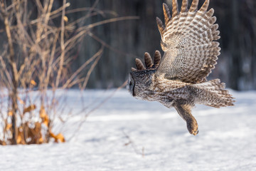 Fototapeta na wymiar The great grey owl or great gray is a very large bird, documented as the world's largest species of owl by length. Here it is seen flying searching for prey in Quebec's harsh winter.