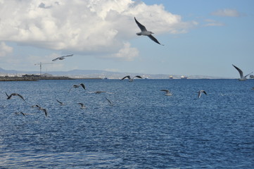 Fototapeta na wymiar Limassol Beach Sea Gull