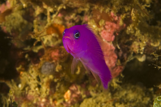 Magenta dotyback, Pseudochromis porphyreus, Raja Ampat Indonesia
