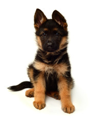 A beautiful puppy is the German shepherd, isolated on a white background. Fluffy dog close-up of brown and black color