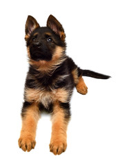 A beautiful puppy is the German shepherd, isolated on a white background. Fluffy dog close-up of brown and black color