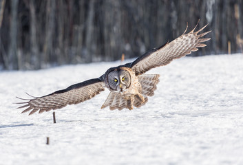 Great Grey owl in Quebec Canada.
