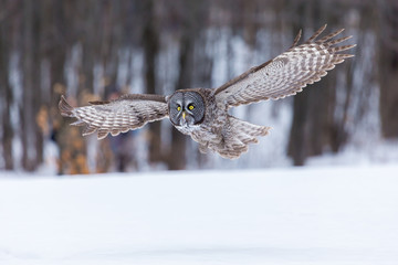 Great Grey owl in Quebec Canada.