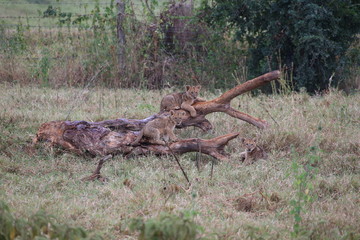 Obraz premium Wild Baby Lions