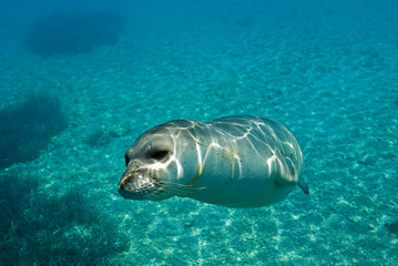 Diving picture of Mediterranean monk seal, Gokova Bay Turkey.
