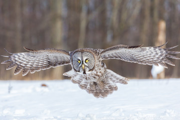 Great grey owl hunting for prey in north Quebec Canada.