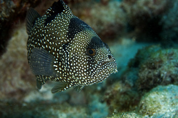 Spotted soapfish, Pogonoperca chabanaudi, Kritimati Island, Kribati.