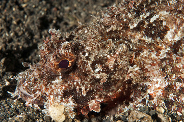 Raggy scorpionfish, Scorpaenopsis venosa, Sulawesi Indonesia.