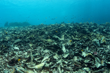 Naklejka na ściany i meble Dead corals after bleaching, Raja Ampat Indonesia