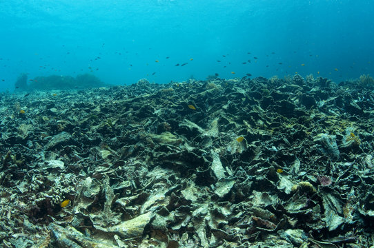 Dead Corals After Bleaching,  Raja Ampat Indonesia