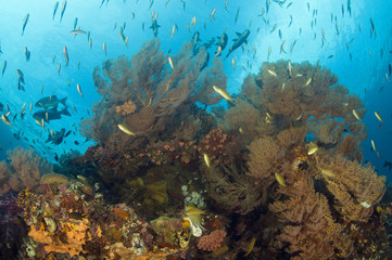 Fototapeta na wymiar Coral reef scenic with seafans Raja Ampat Indonesia