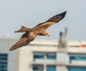 Black Kite flying above Bangalore India.