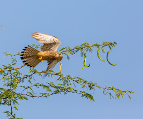 The common kestrel a bird of prey species belonging to the kestrel group of the falcon family. It is also known as the European , Eurasian, or Old World kestrel. Perched on a bush.