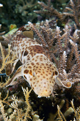 Freycinet's epaulette shark, Hemiscyllium freycineti, Raja Ampat Indonesia